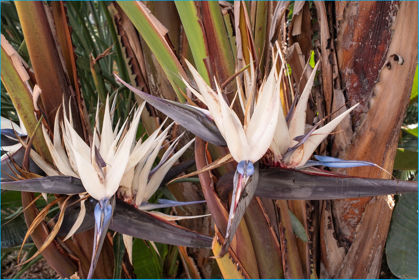 Flowering Bamboo - Colin Bailey